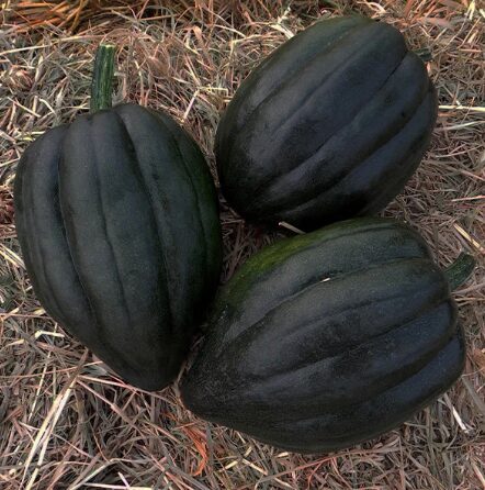 Zīļu ķirbis 'Black Bellota F1'